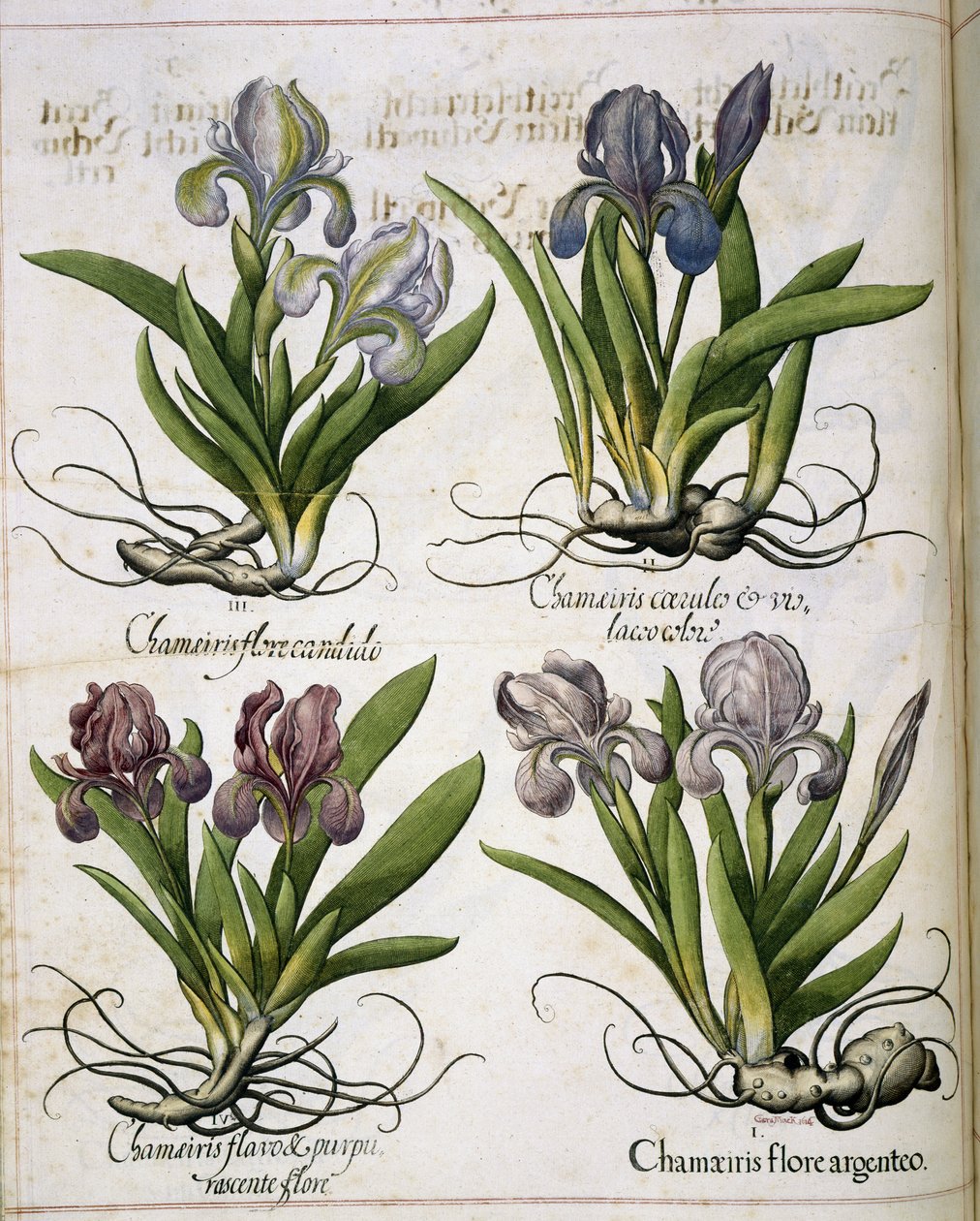 Iris, da 