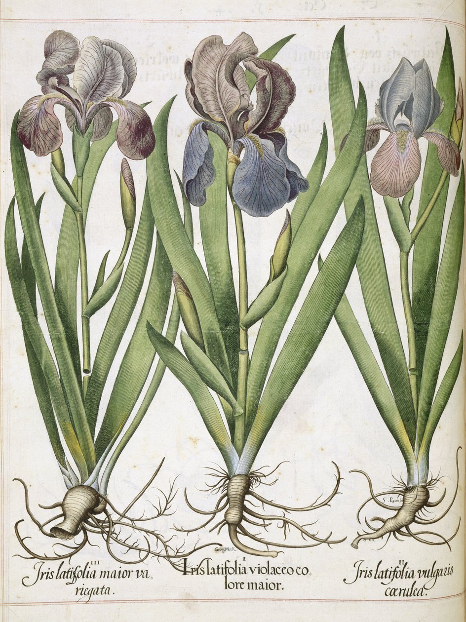 Iris, da 