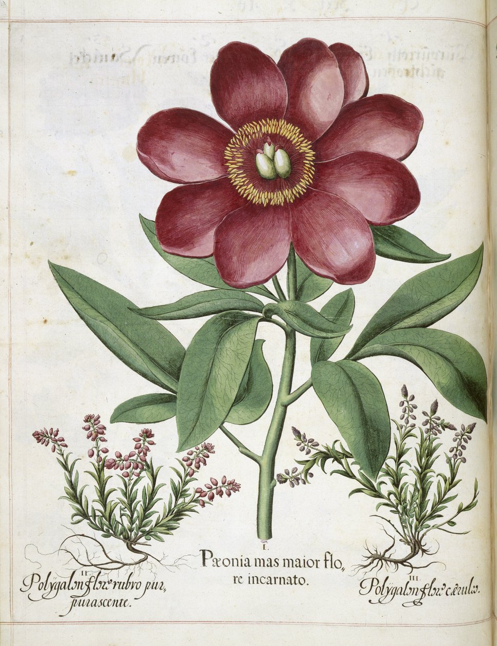 Peonia, da 