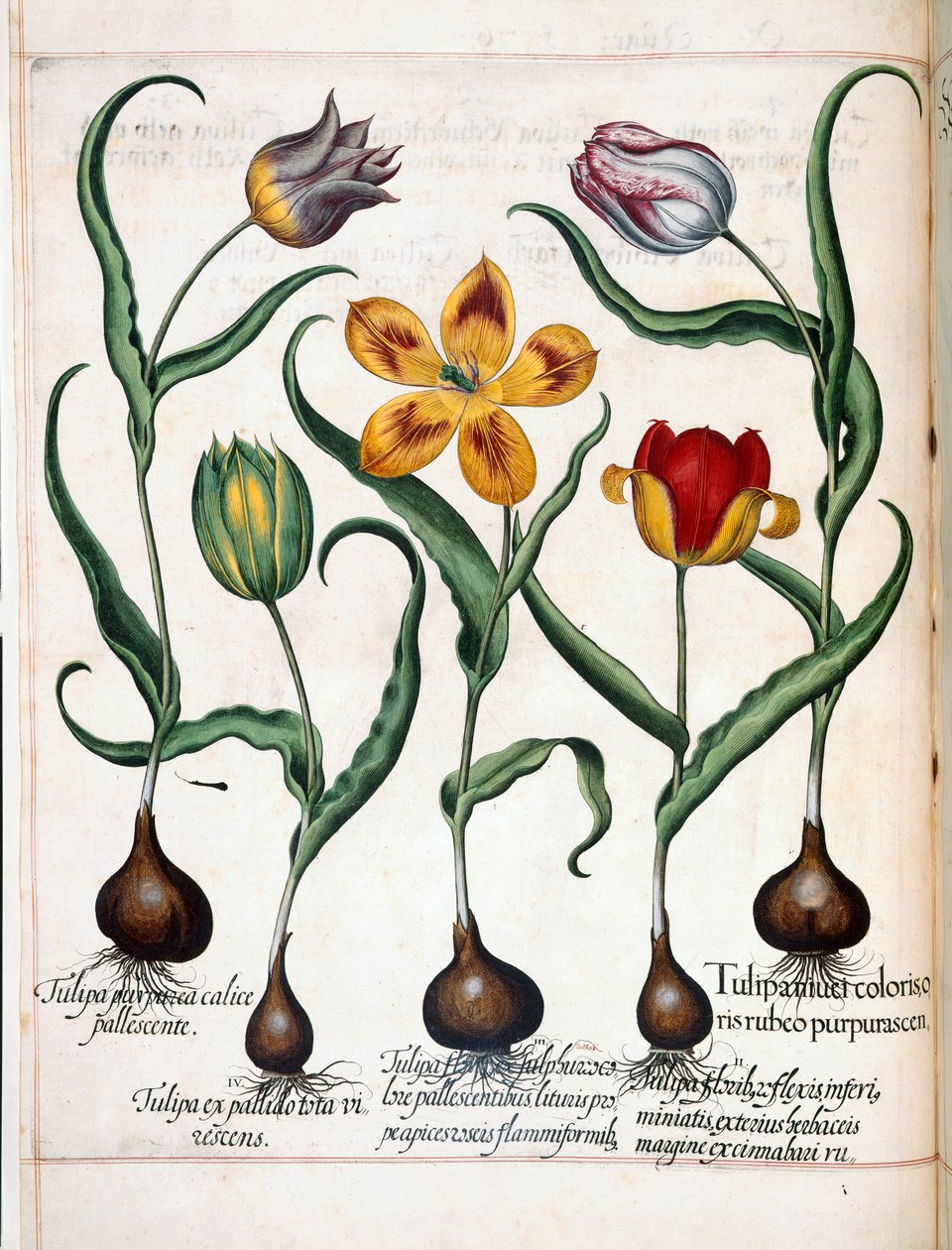 Tulipano, da 