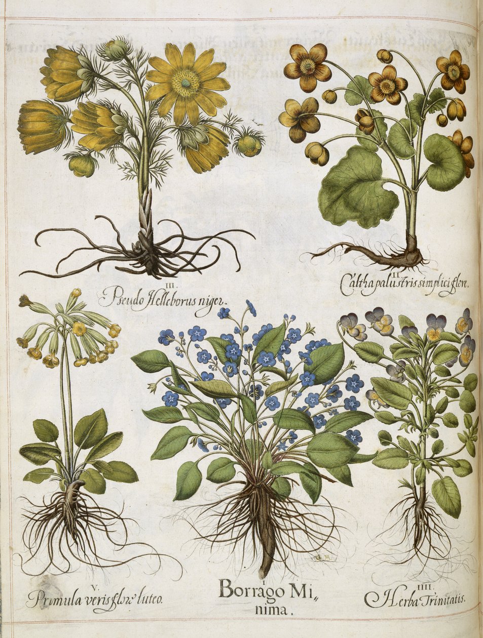 Varie piante, da 