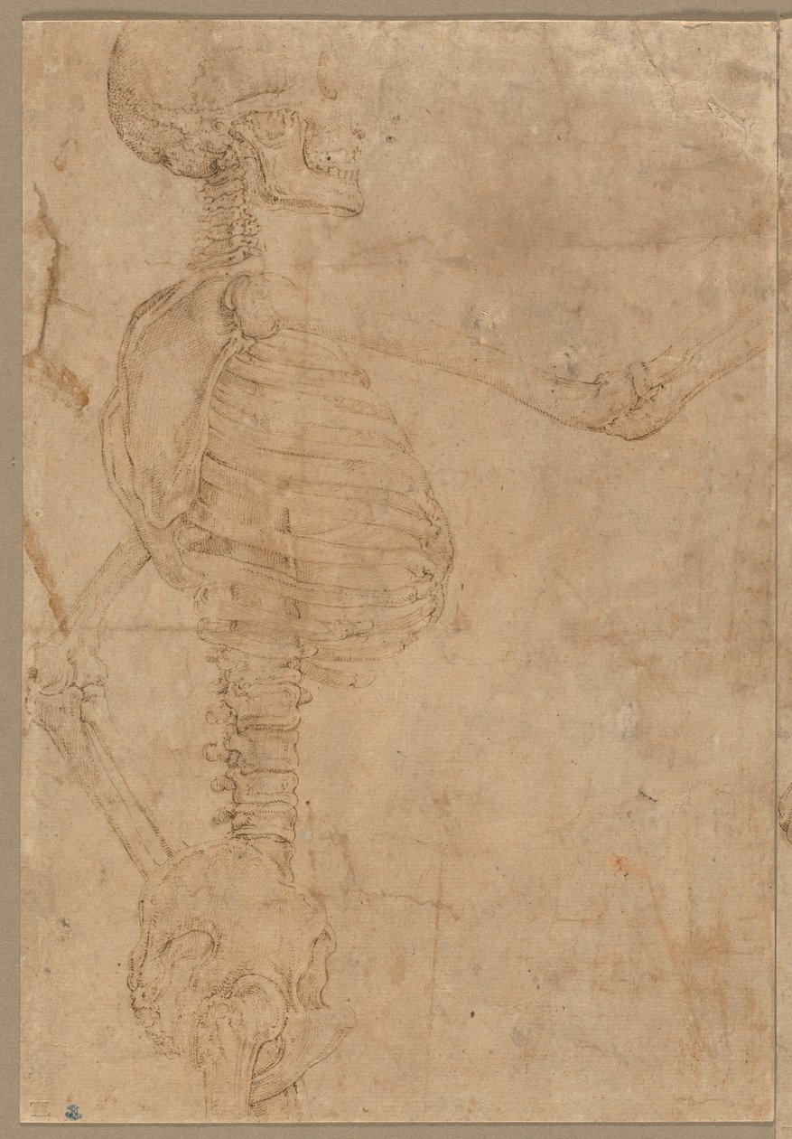 Scheletro a mezzo busto di profilo, primi anni 1540 da Battista Franco