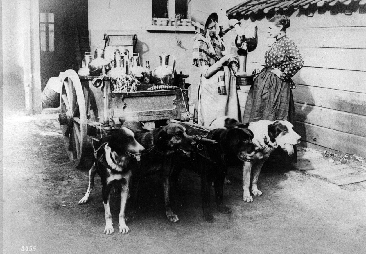 Un carretto per cani che vende latte a Bruxelles da Belgian Photographer
