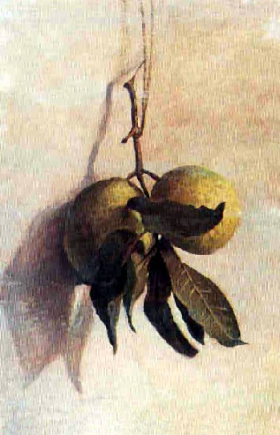 Guava da Benedito Calixto