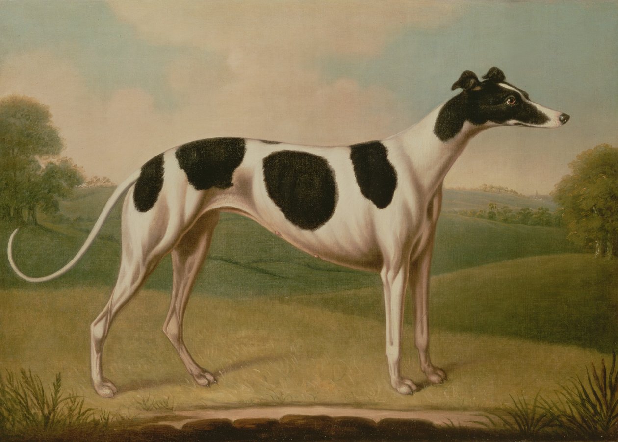 Levriero, 1800 da Benjamin Killingbeck
