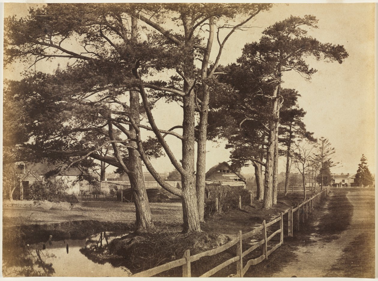 Abeti Scozzesi, Hawkhurst da Benjamin Brecknell Turner