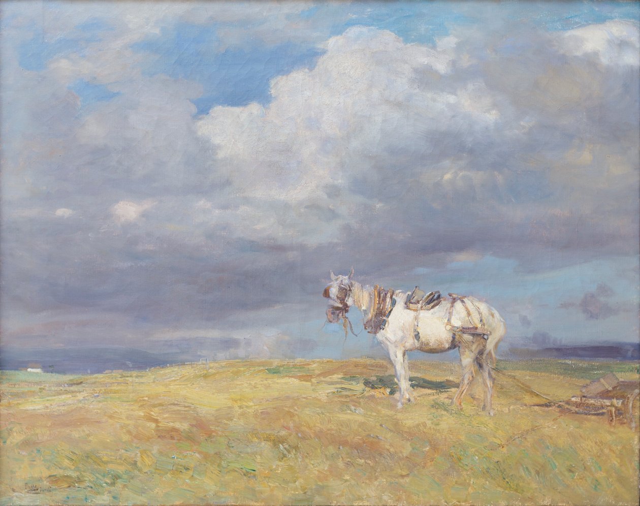 Cavallo bianco da Beppe Ciardi