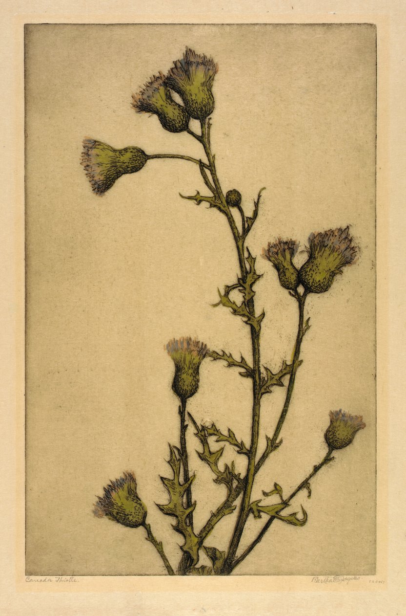 Cardo canadese da Bertha E. Jaques