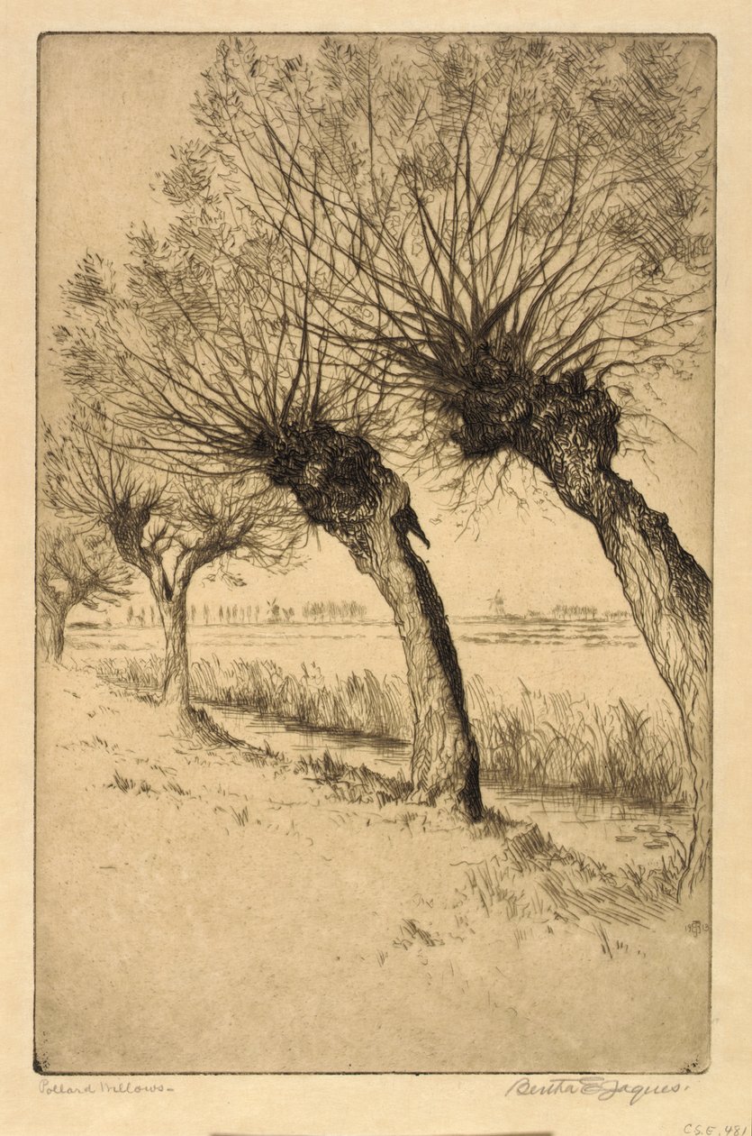 Salici di Pollard, Rijsord, Olanda da Bertha E. Jaques