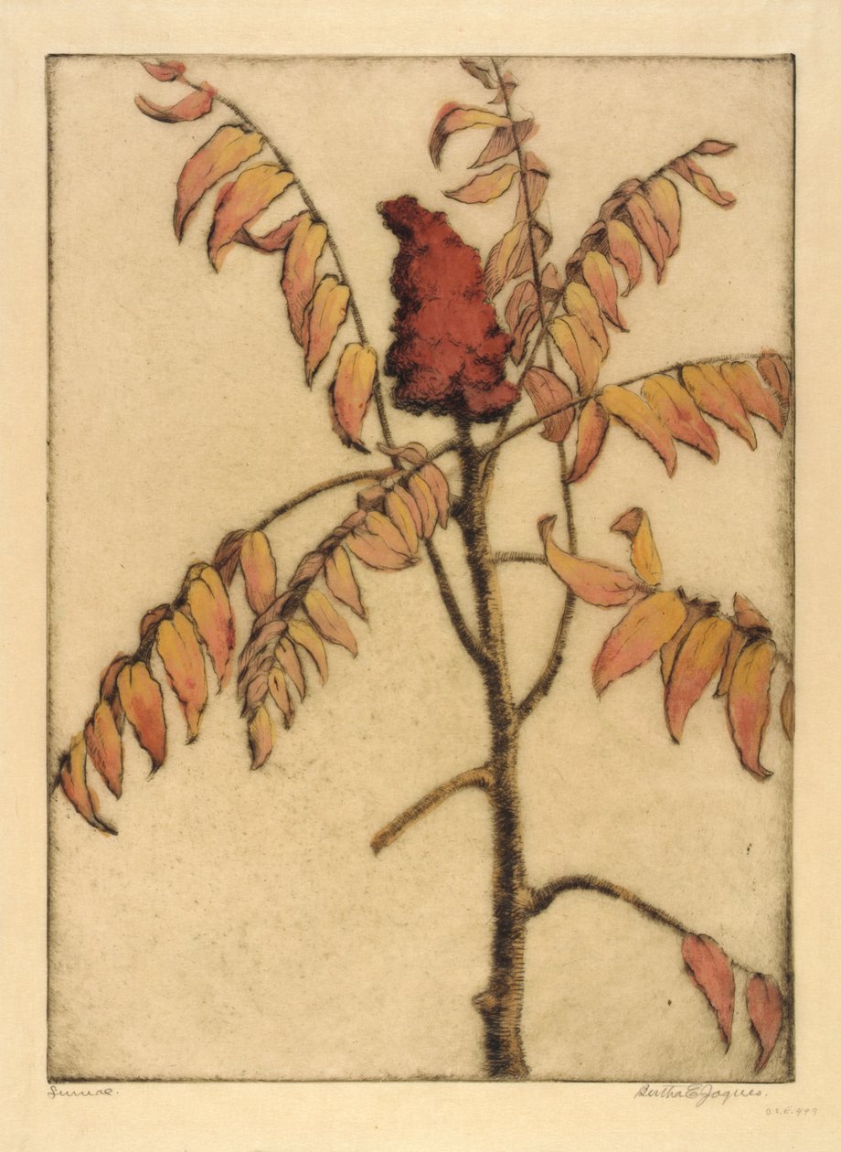 Sumac da Bertha E. Jaques