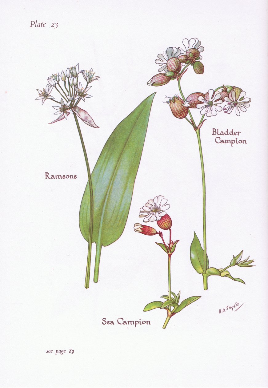 Aglio orsino, Silene gonfiata, Silene marittima da Bessie D. Inglis