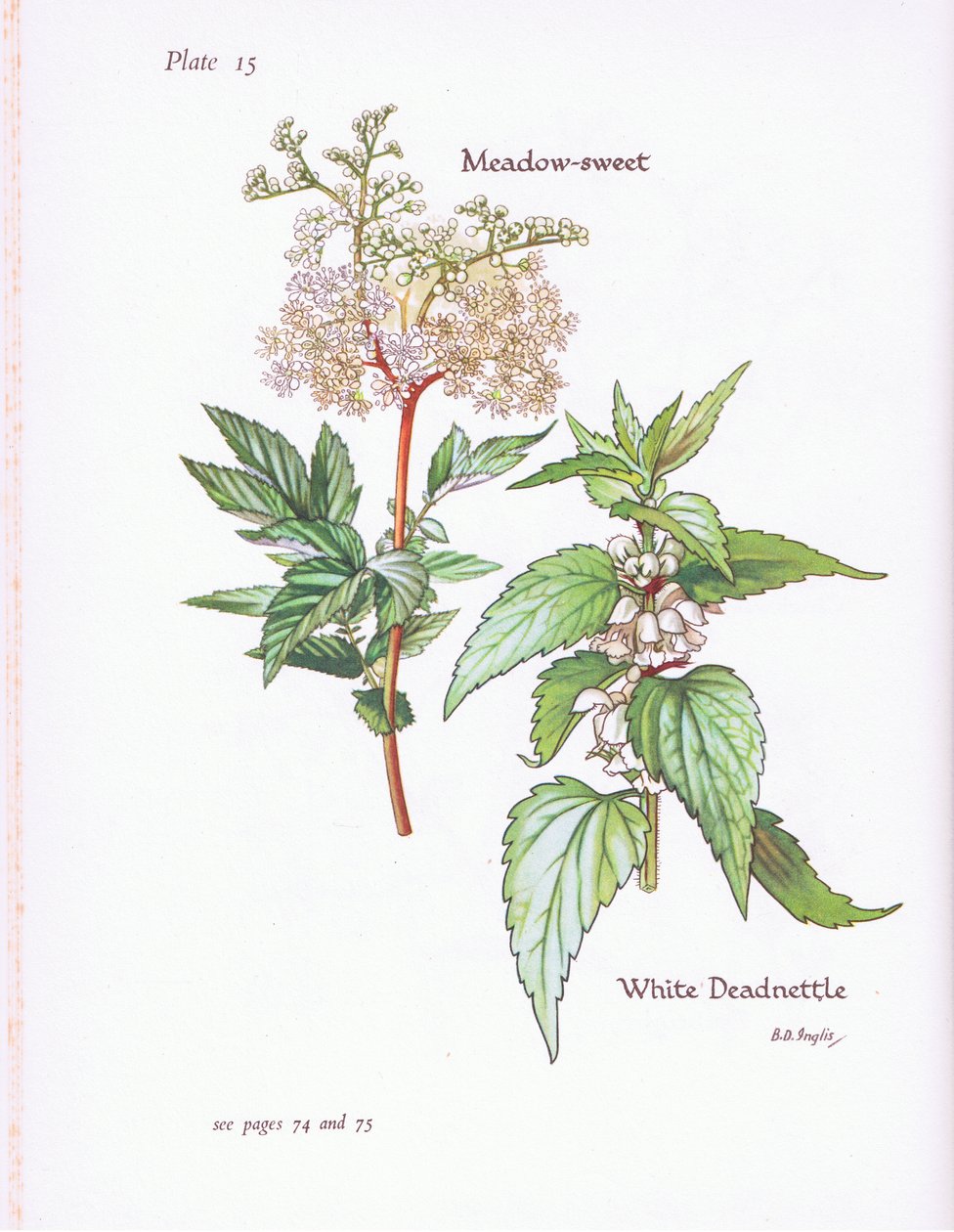 Lamium album, Filipendula ulmaria da Bessie D. Inglis