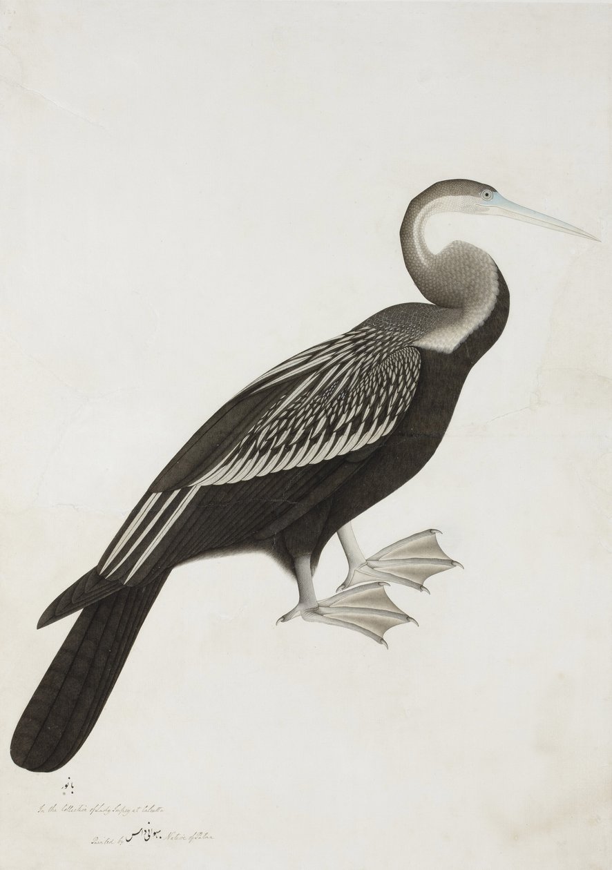 Il Darter indiano o uccello serpente (Anhinga melanogaster), c.1780 da Bhawani Das