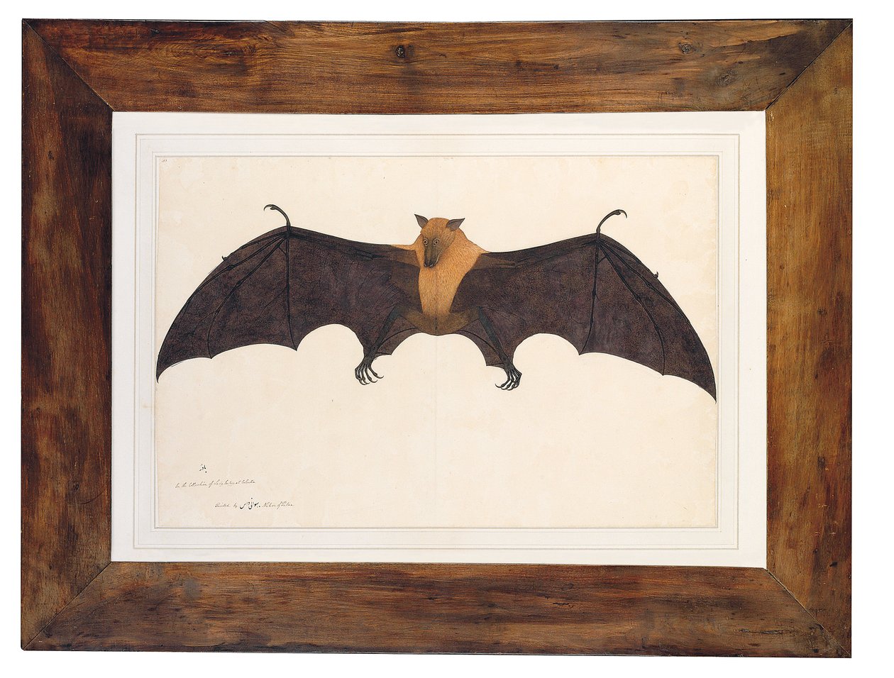 Grande pipistrello della frutta indiano da Bhawani Das