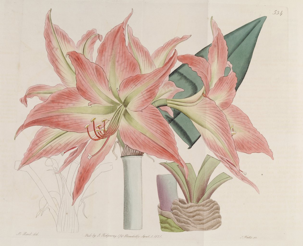 Hippeastrum striatum da Botanical Register