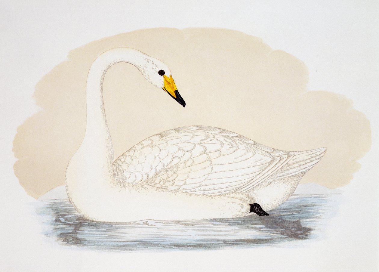 Cigno selvatico (Cygnus cygnus), incisione da British School
