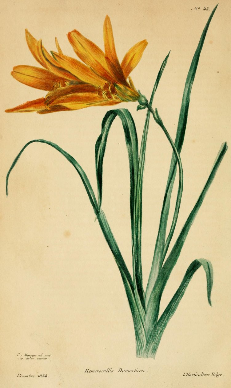 Hemerocallis dumortieri da C. Morren