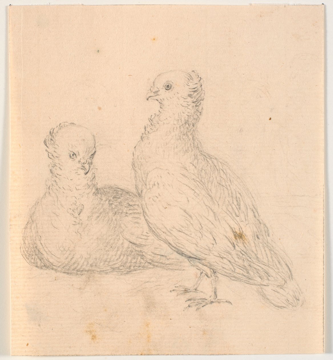 Due colombe da C.A. Lorentzen