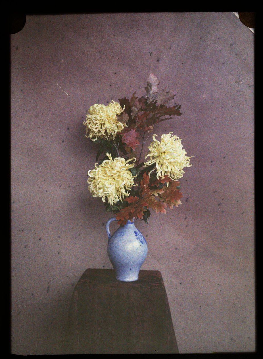 Fiori (astri) in un vaso da C.W. Immink