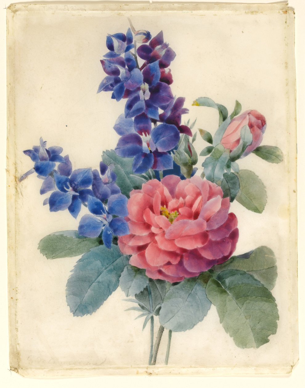 Fiori, Rose e Speronella da Camile de Chanteraine