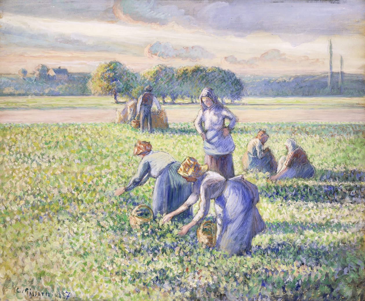La raccolta dei piselli, 1887 da Camille Jacob Pissarro