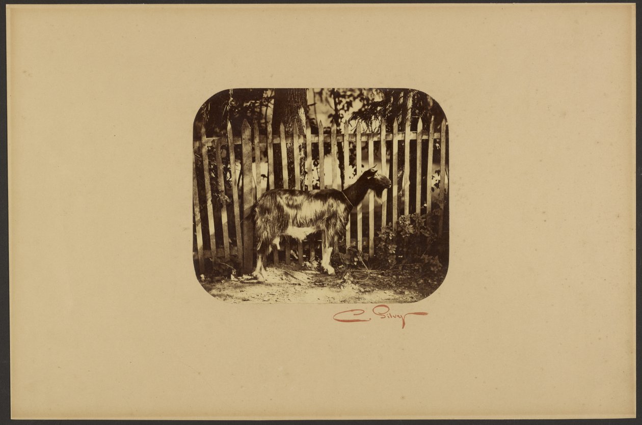 [Capra] da Camille Silvy