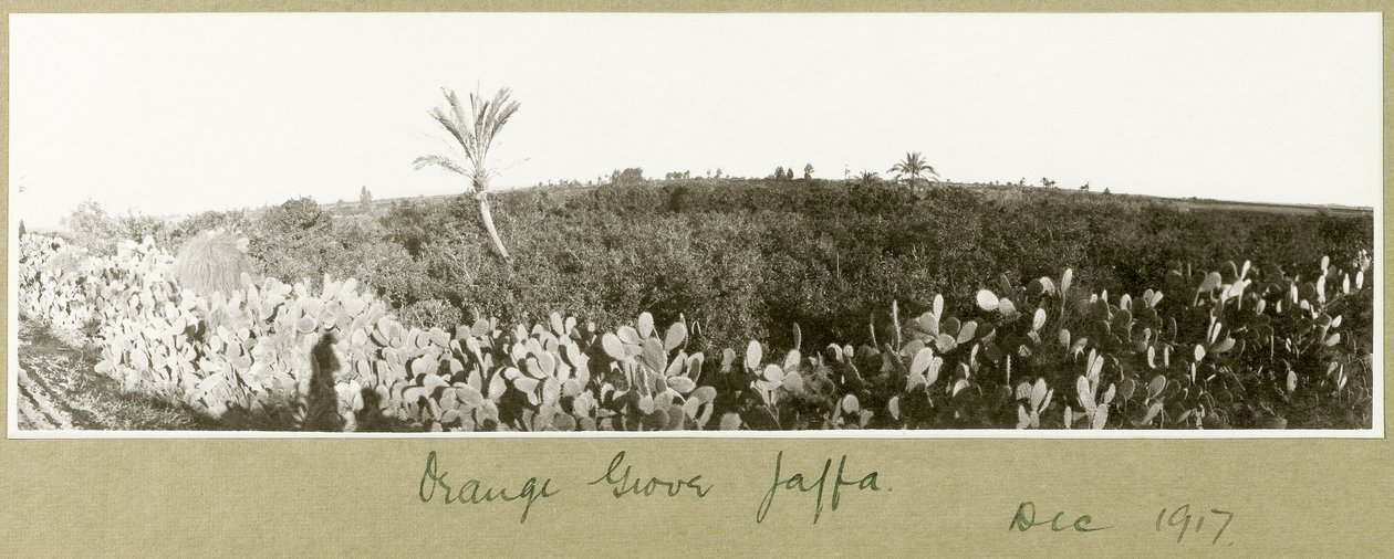 Aranceto, Giaffa, dicembre 1917 da Capt. Arthur Rhodes