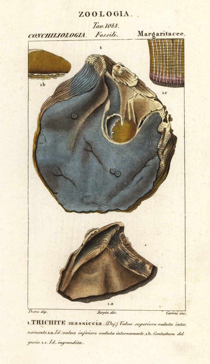 Fossile di specie di ostrica estinta, Trihites plati da Carini Carini