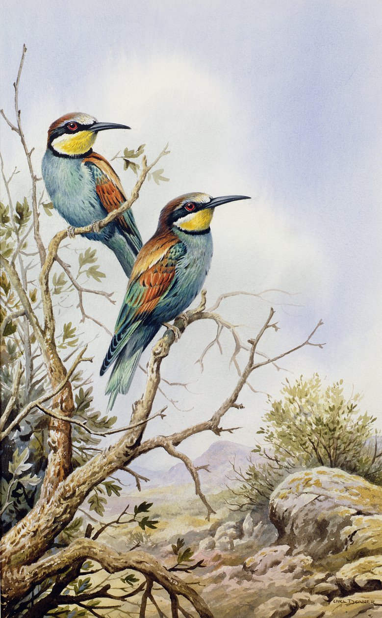 Gruccioni da Carl Donner