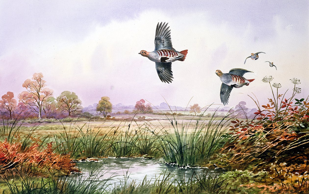Pernice in volo da Carl Donner