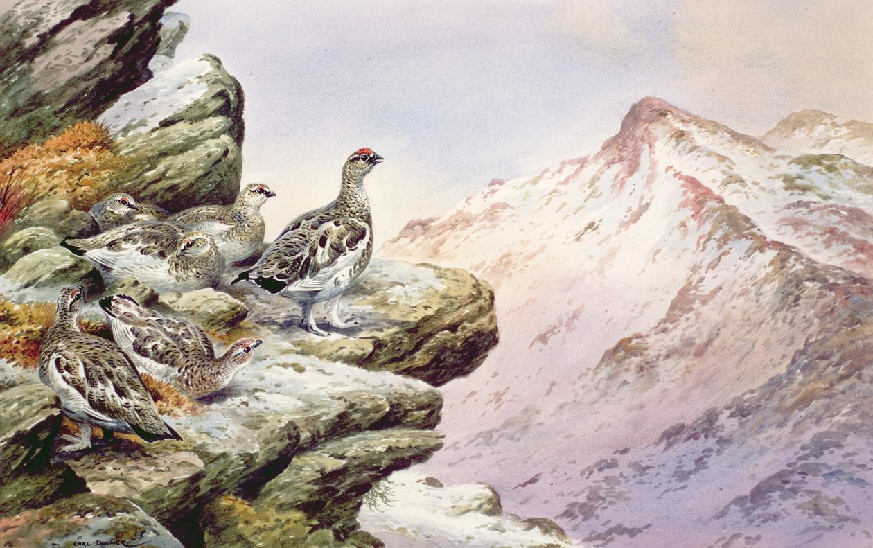 Pernici bianche sulle cime alte da Carl Donner