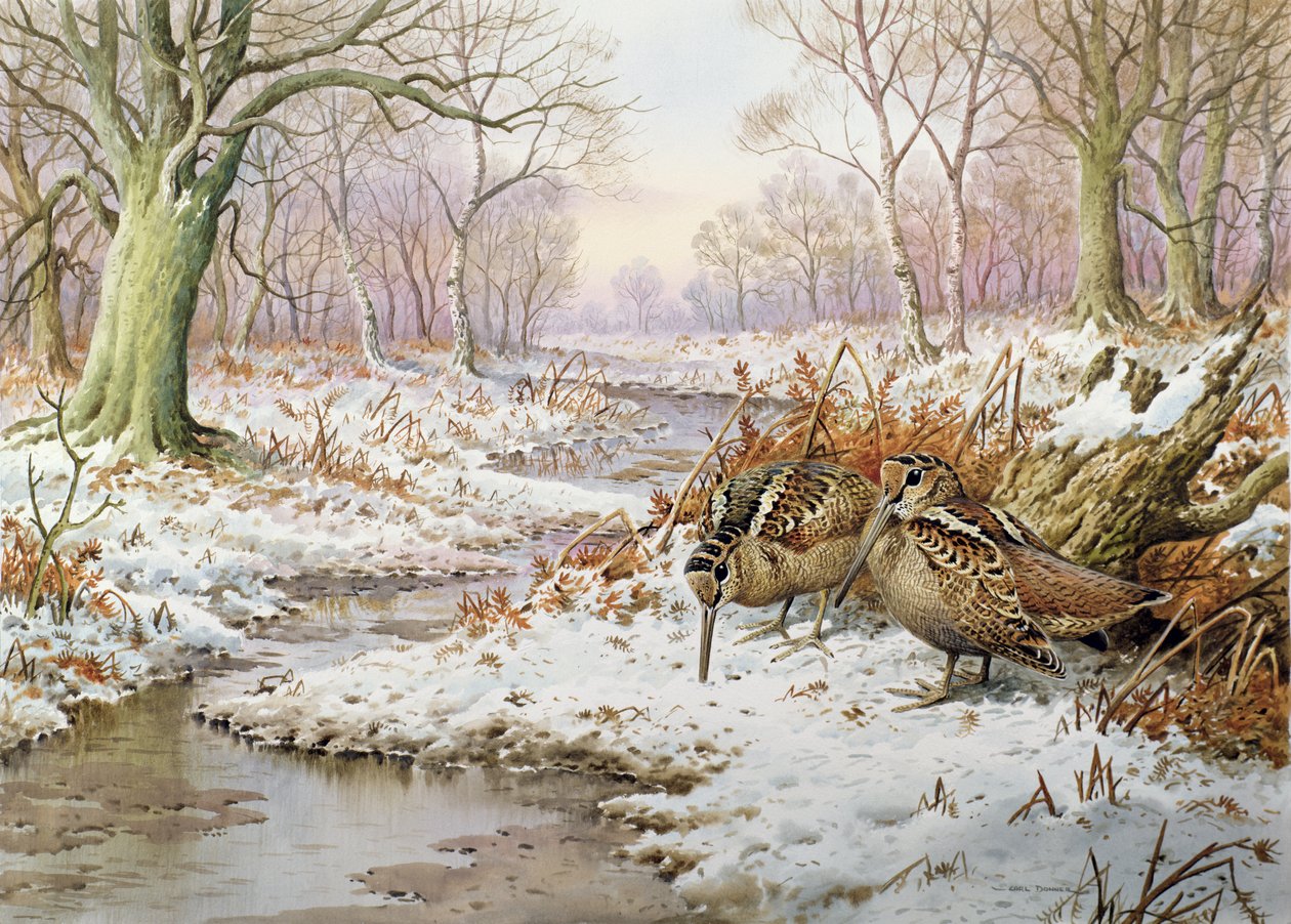 Beccaccia da Carl Donner