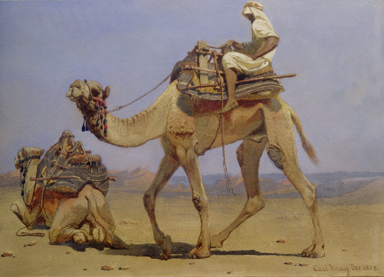 Cammello che si prepara a sdraiarsi, 1858 da Carl Haag