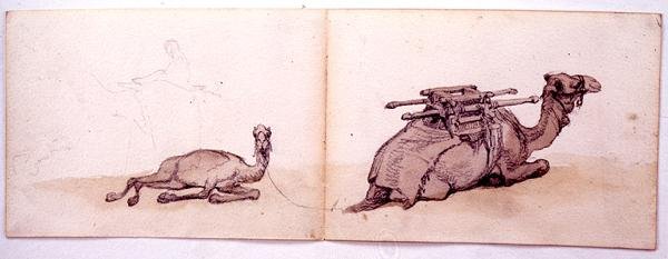 Due Schizzi di Dromedari da Carl Haag