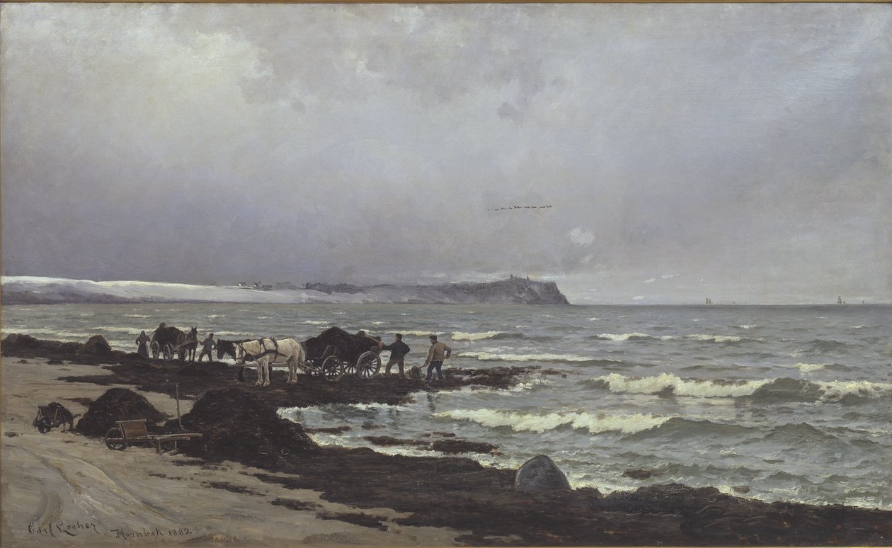 Caricamento di alghe sulla spiaggia di Hornbæk da Carl Locher