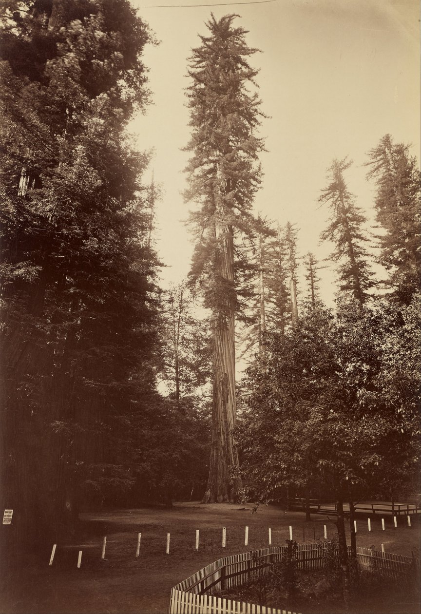 Sequoia Gigante, Santa Cruz da Carleton E. Watkins
