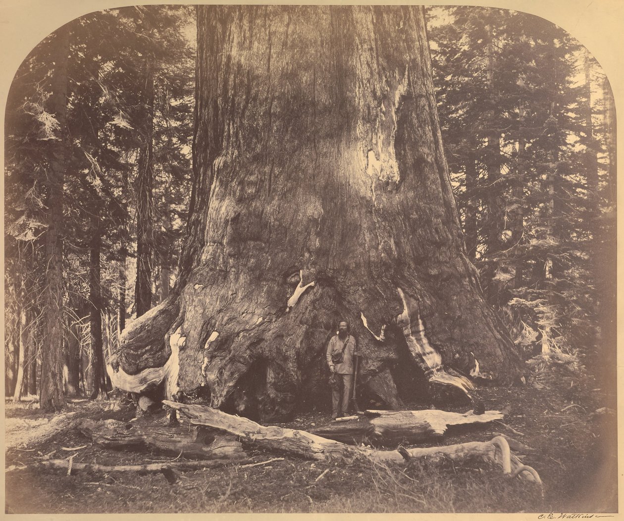 Sezione del Grizzly Giant, 33 Piedi di Diametro, Mariposa Grove, Yosemite, No. 111 da Carleton E. Watkins