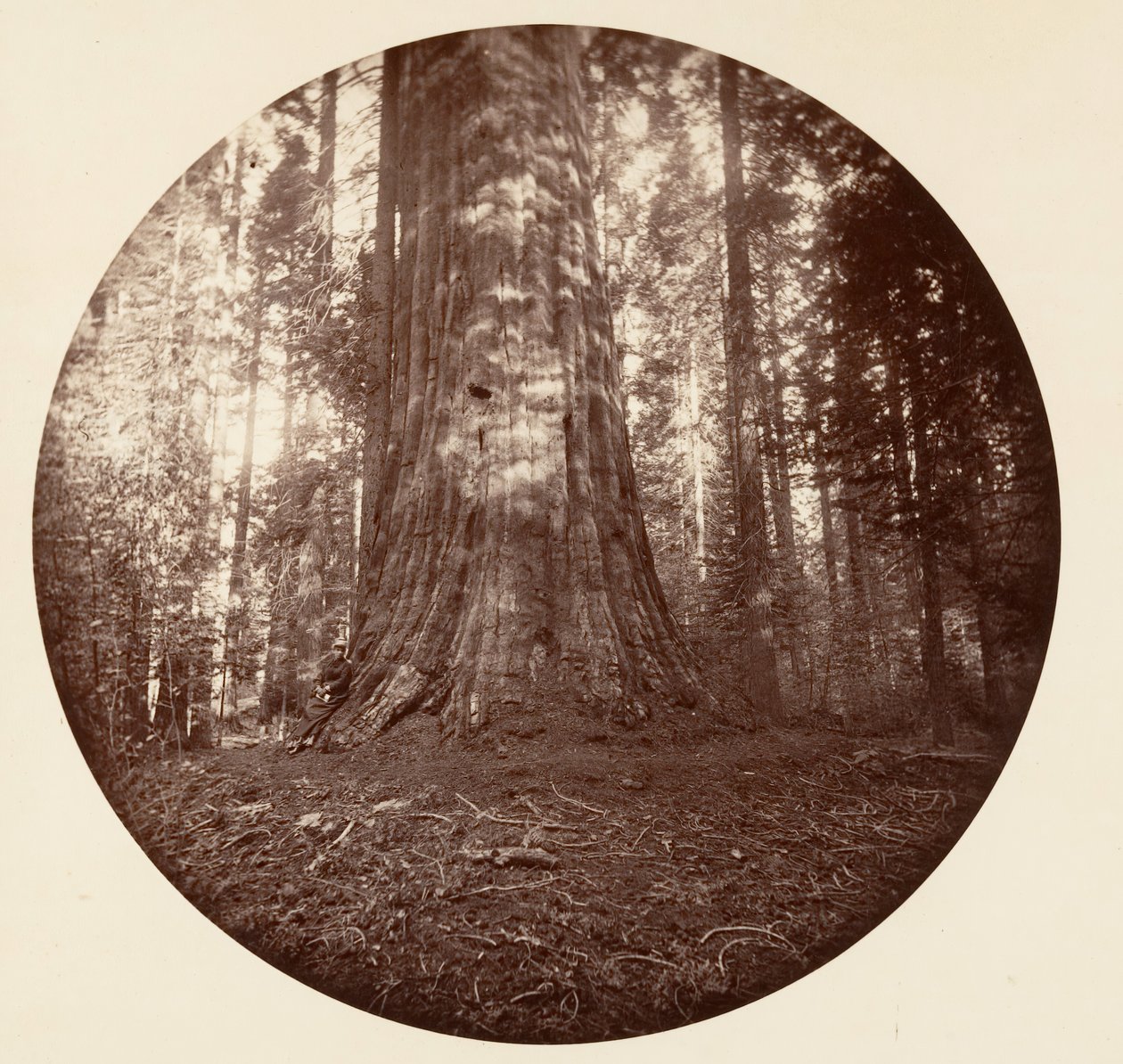 Empire State. C. Grove, ca. 1878 da Carleton Emmons Watkins