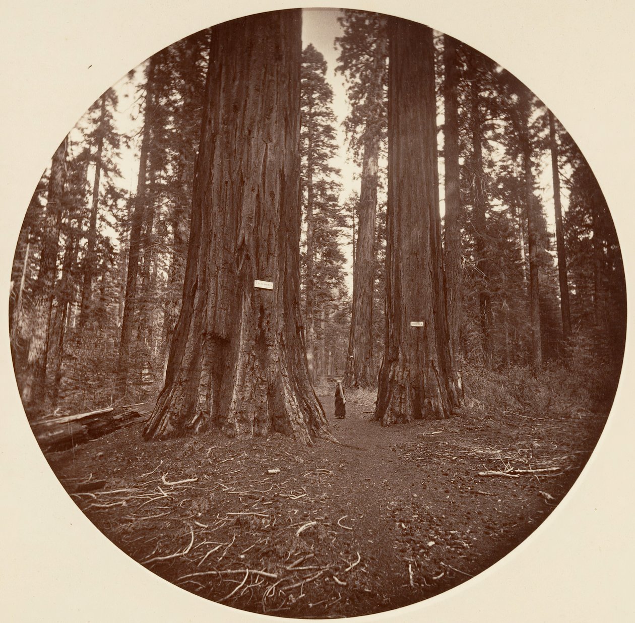 Nessuno, ca. 1878 da Carleton Emmons Watkins
