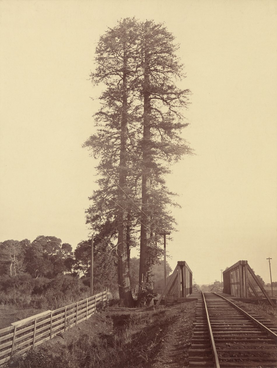 Twin Redwoods, Palo Alto, c. 1877 (foto) da Carleton Emmons Watkins