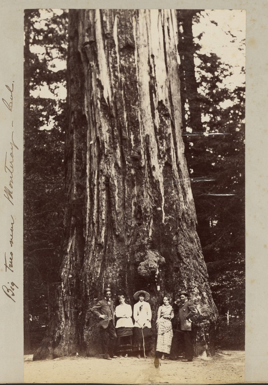 Grandi alberi vicino a Monteray [sic] - Cal. da Carleton Watkins