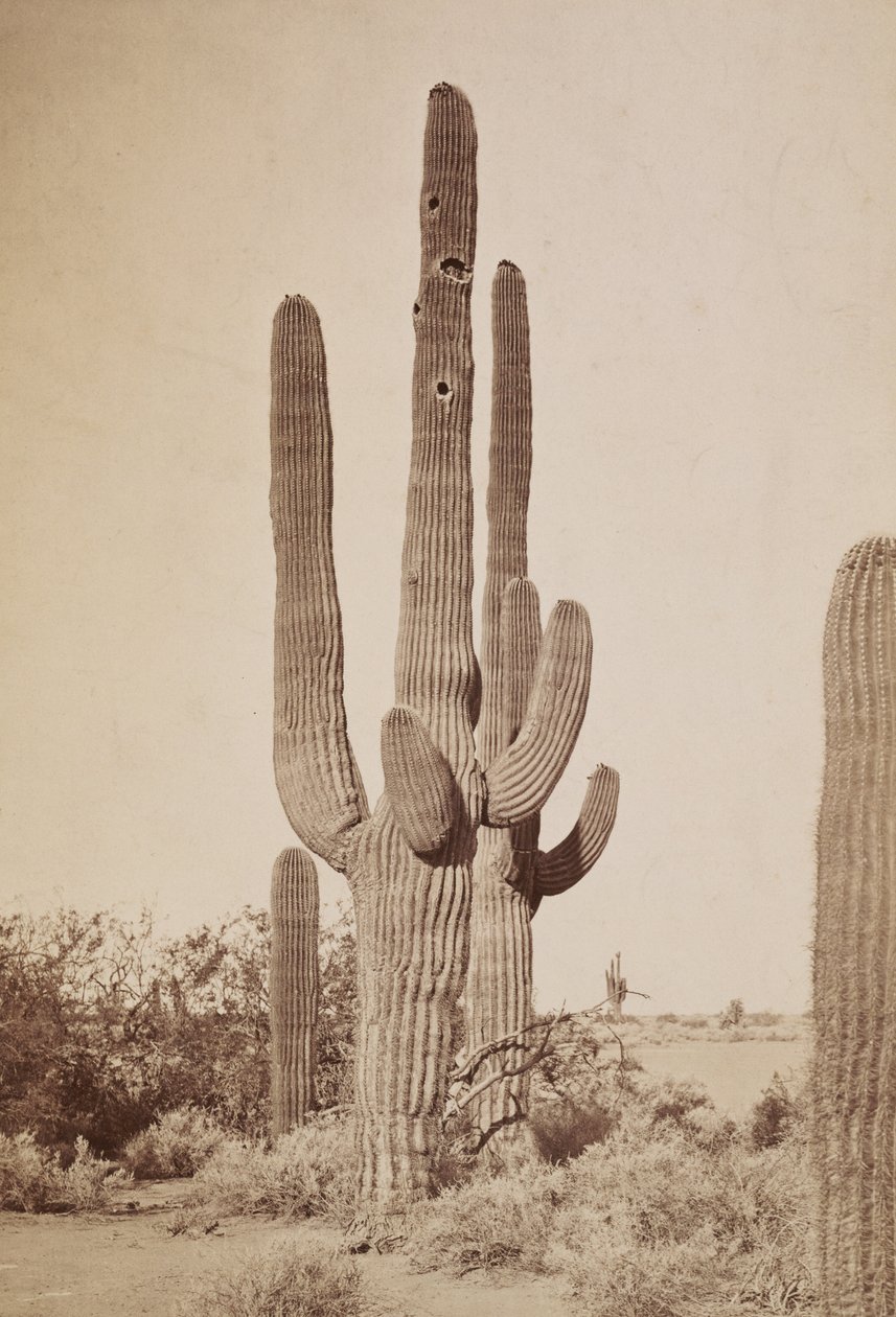 [Cactus] da Carleton Watkins
