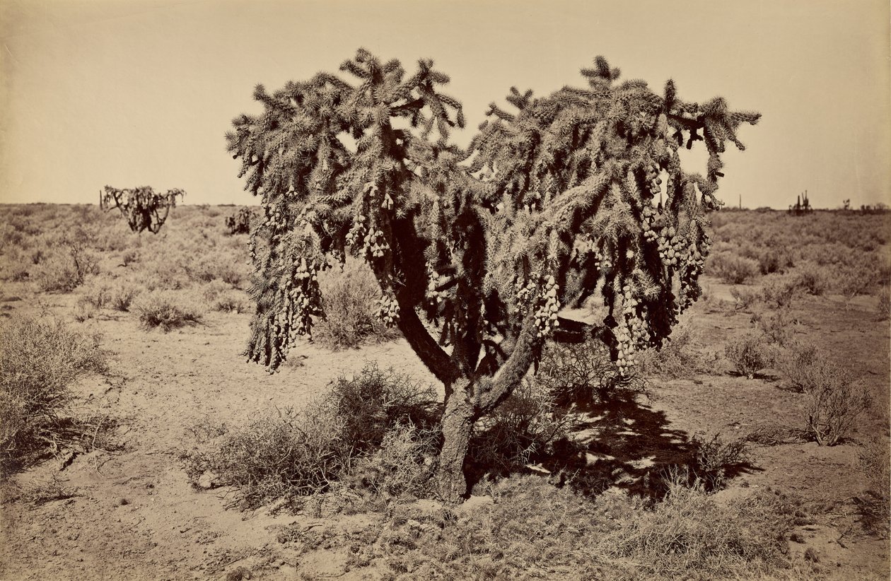 [Cactus, deserto dell