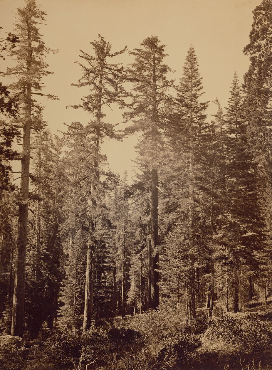 [Scena di foresta] / [Pini da zucchero] da Carleton Watkins