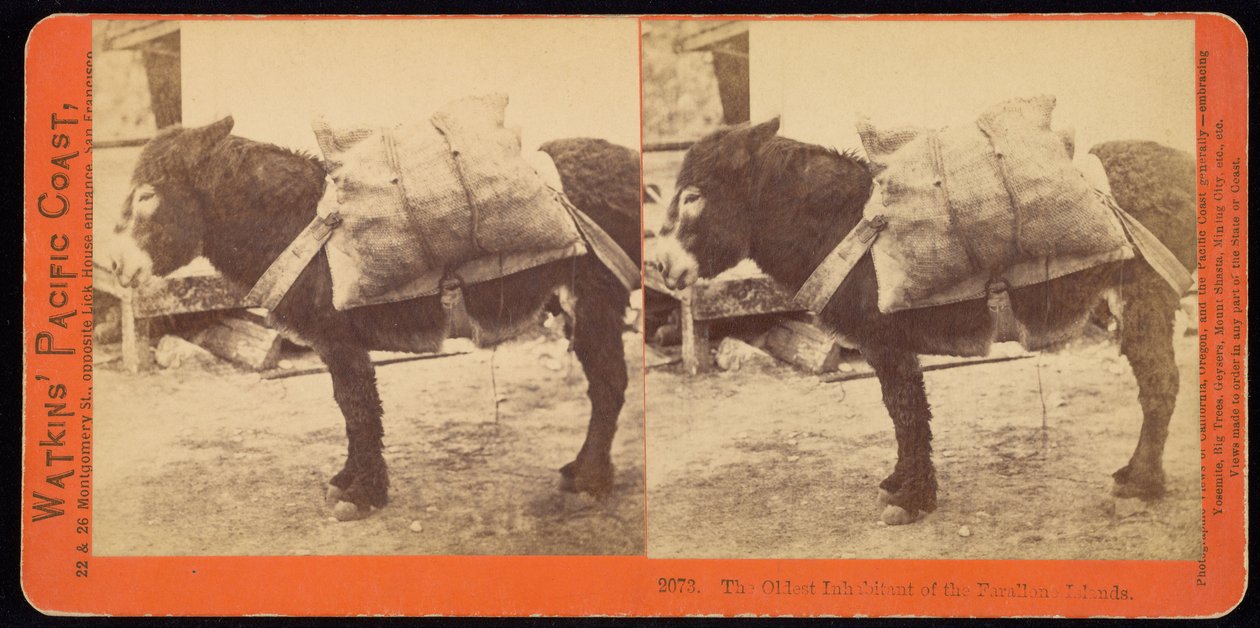 Il più vecchio abitante delle Isole Farallone da Carleton Watkins