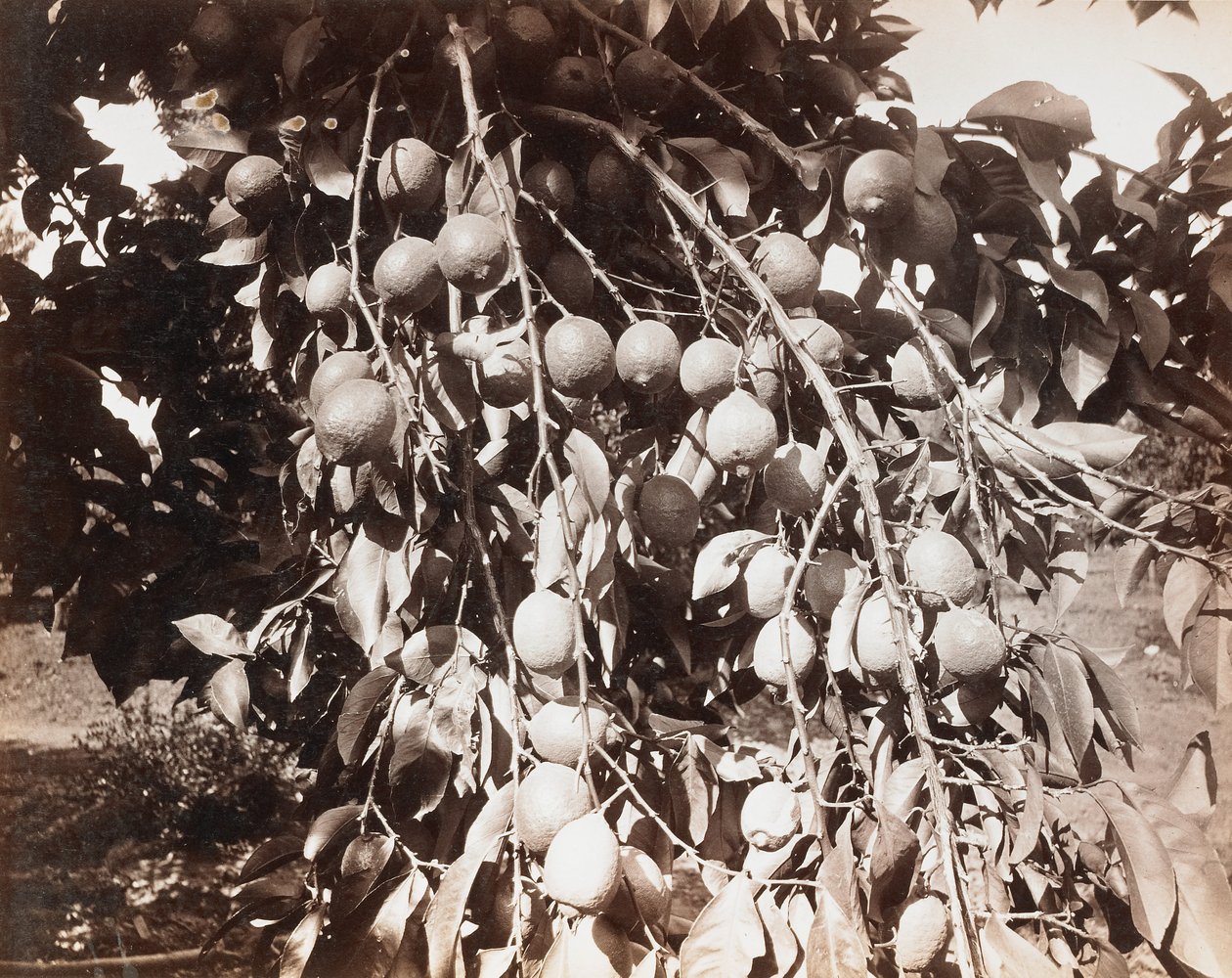 Senza titolo [frutta su albero] da Carleton Watkins