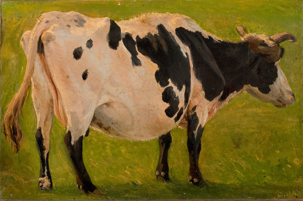Mucca bianca e nera in piedi. Studio da Carlo Dalgas