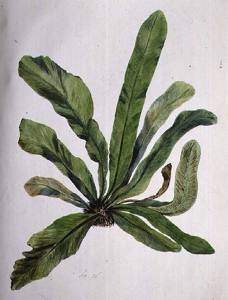 Aspidistra da Caroline Louisa Meredith