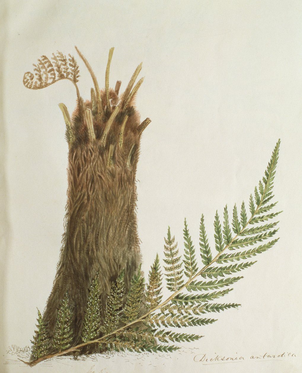 Studio di una felce, XIX secolo da Caroline Louisa Meredith