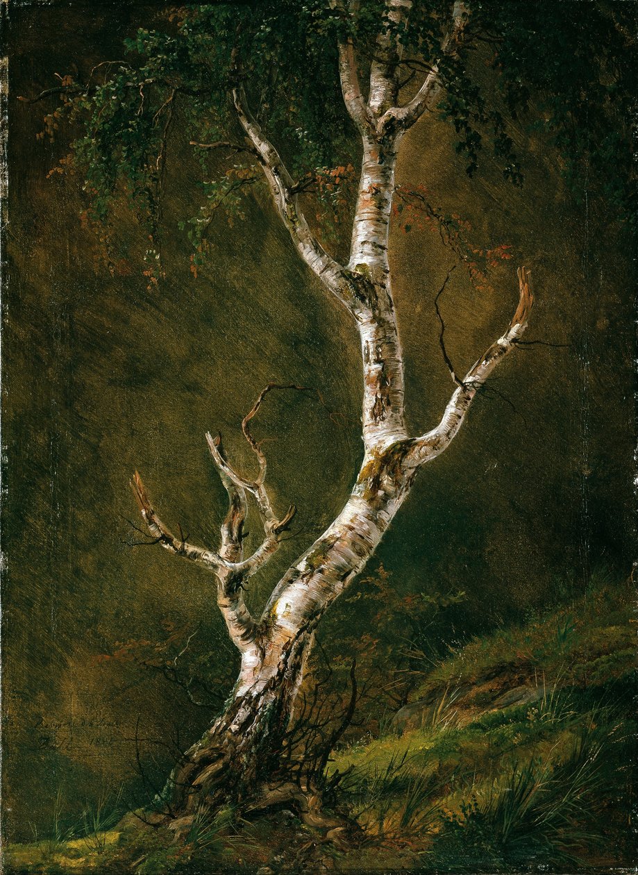 Studio di un albero di betulla da Caspar David Friedrich